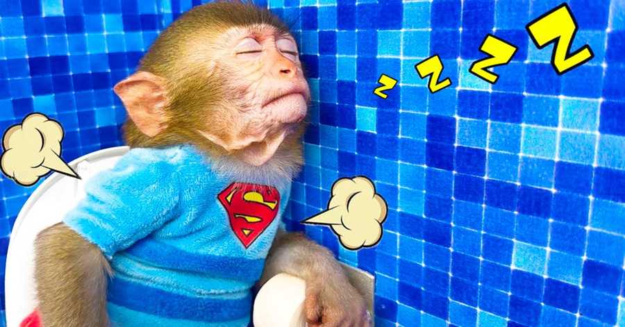 Monkey kiki is sleeping🐵