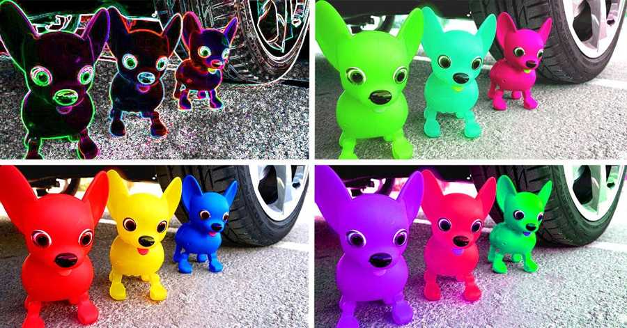 Colorful puppy